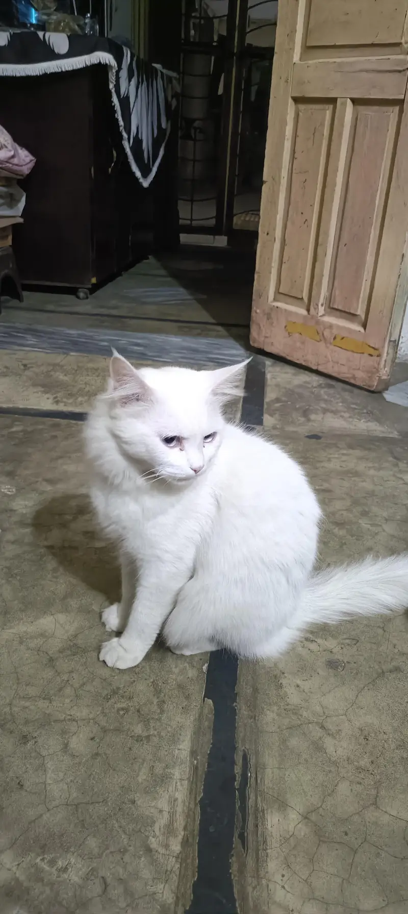 Blue eyes triple coated — photo 3