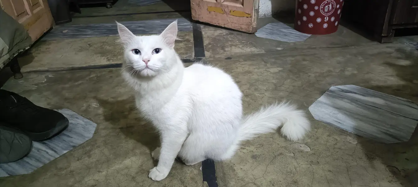 Blue eyes triple coated — photo 5