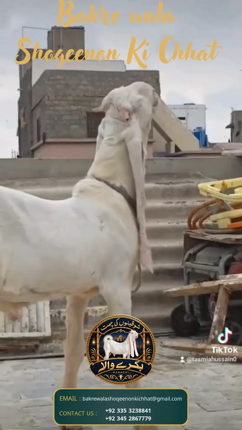 pure gulabi behtarin quality Ka  baccha — photo 2