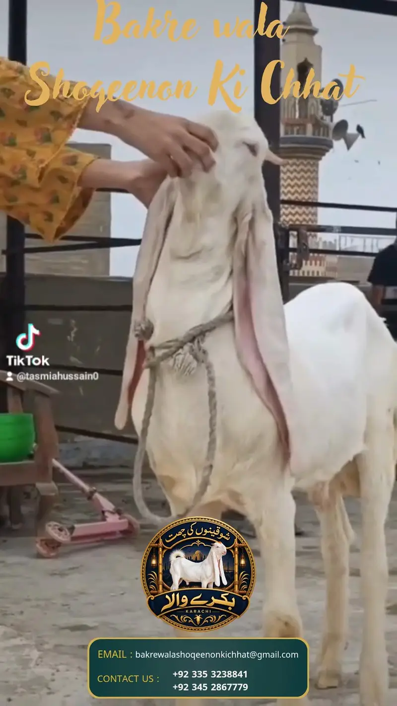 pure gulabi behtarin quality Ka  baccha — photo 3