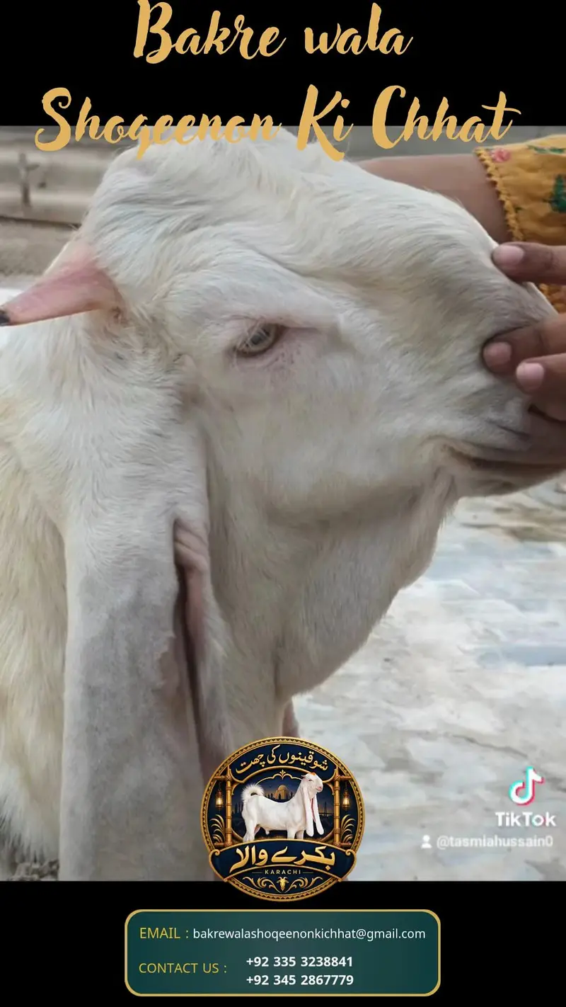pure gulabi behtarin quality Ka  baccha — photo 5