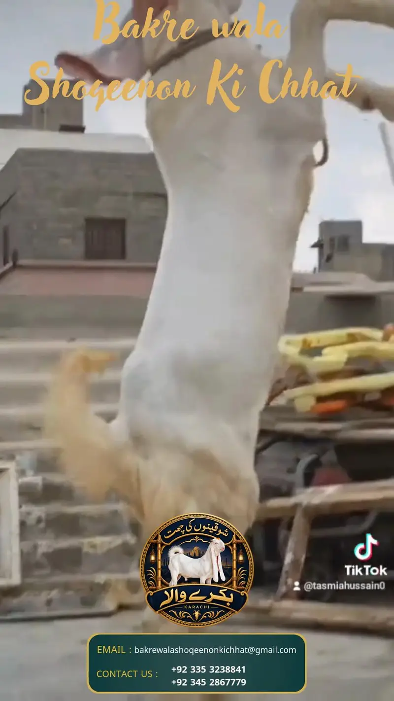 pure gulabi behtarin quality Ka  baccha — photo 6