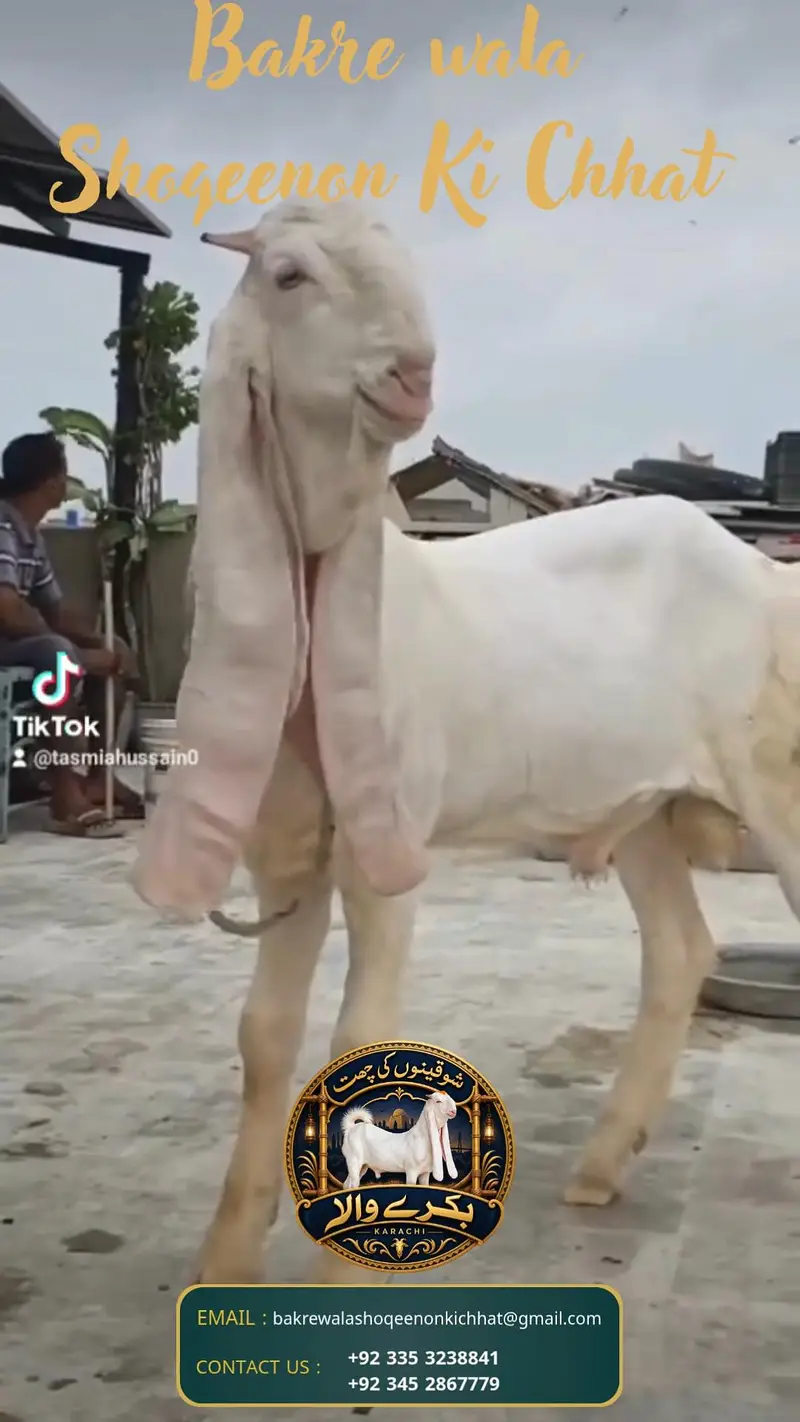 pure gulabi behtarin quality Ka  baccha — photo 7