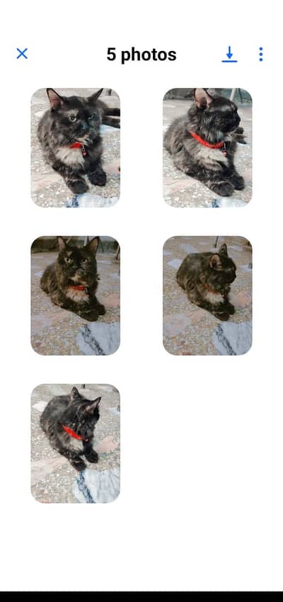 Persian Active and healthy Female cat vexination complete