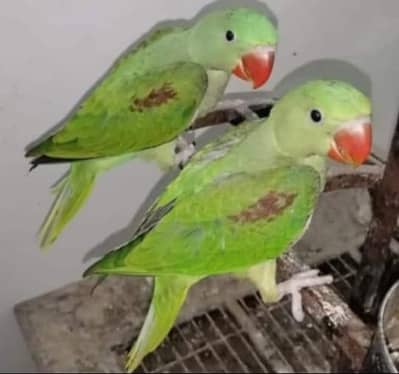 raw parrots