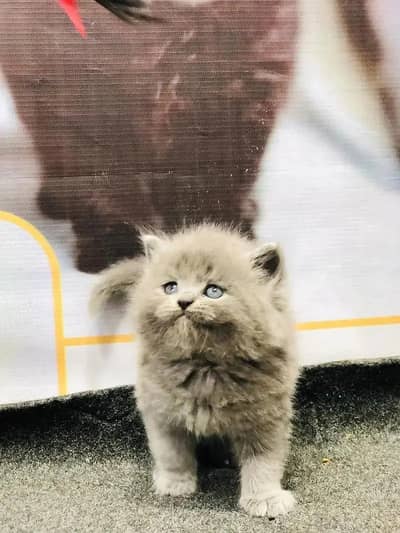 kittens | Persian kittens | Grey Persian Kittens for sale