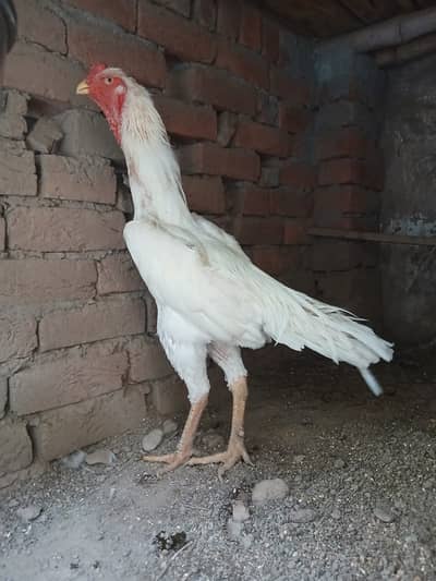 Shamo | White Shamo | king size Shamo | Shamo for sale