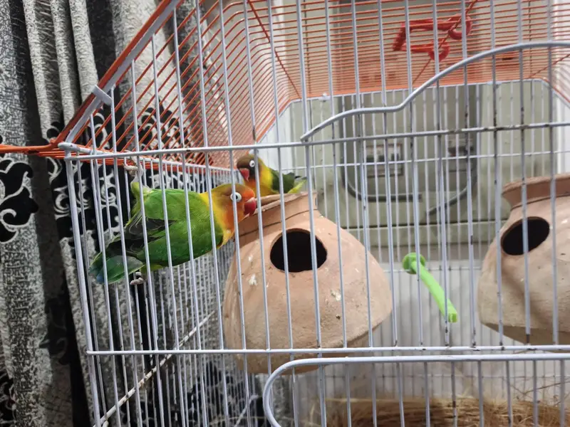fishers love birds