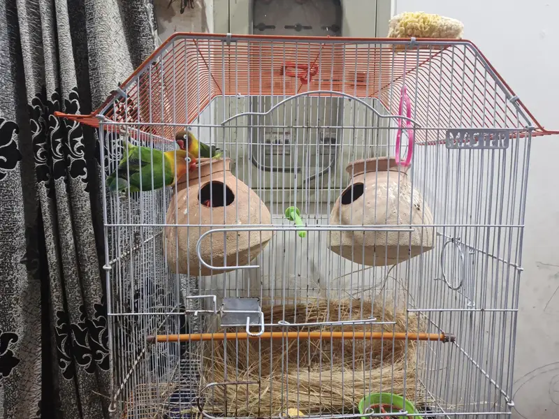 fishers love birds — photo 2