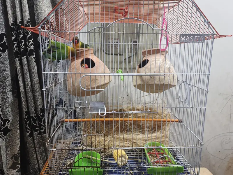 fishers love birds — photo 4