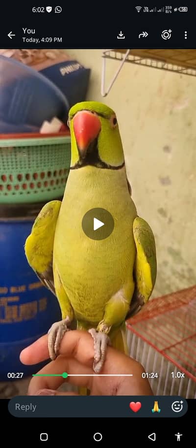 Talking & Handtame Parrot