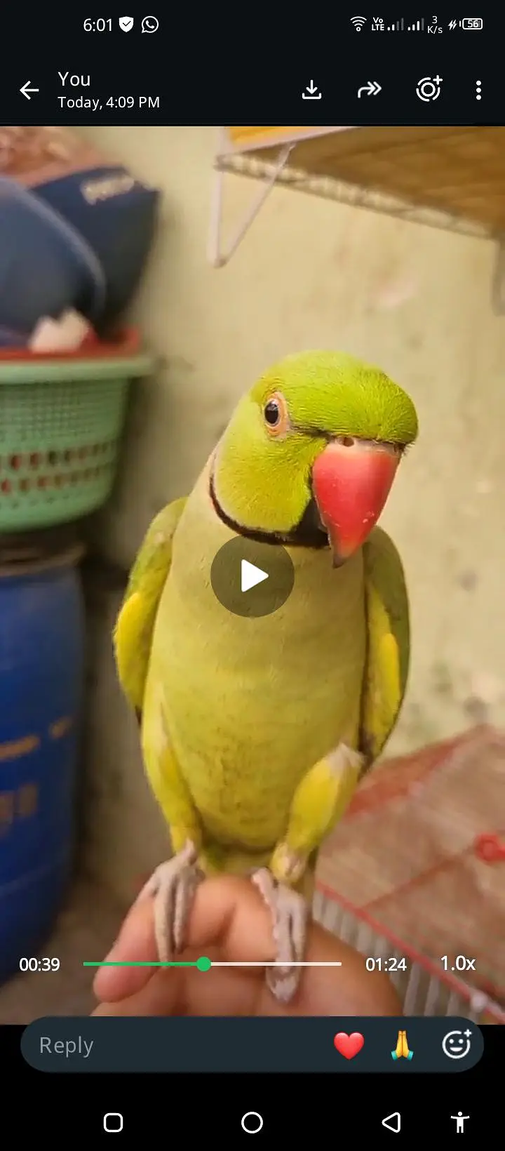 Talking & Handtame Parrot — photo 2