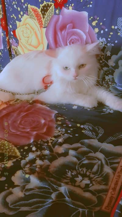 parsion cat