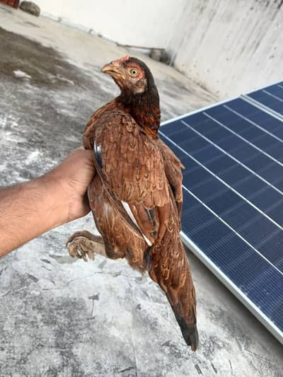 zero size amroha