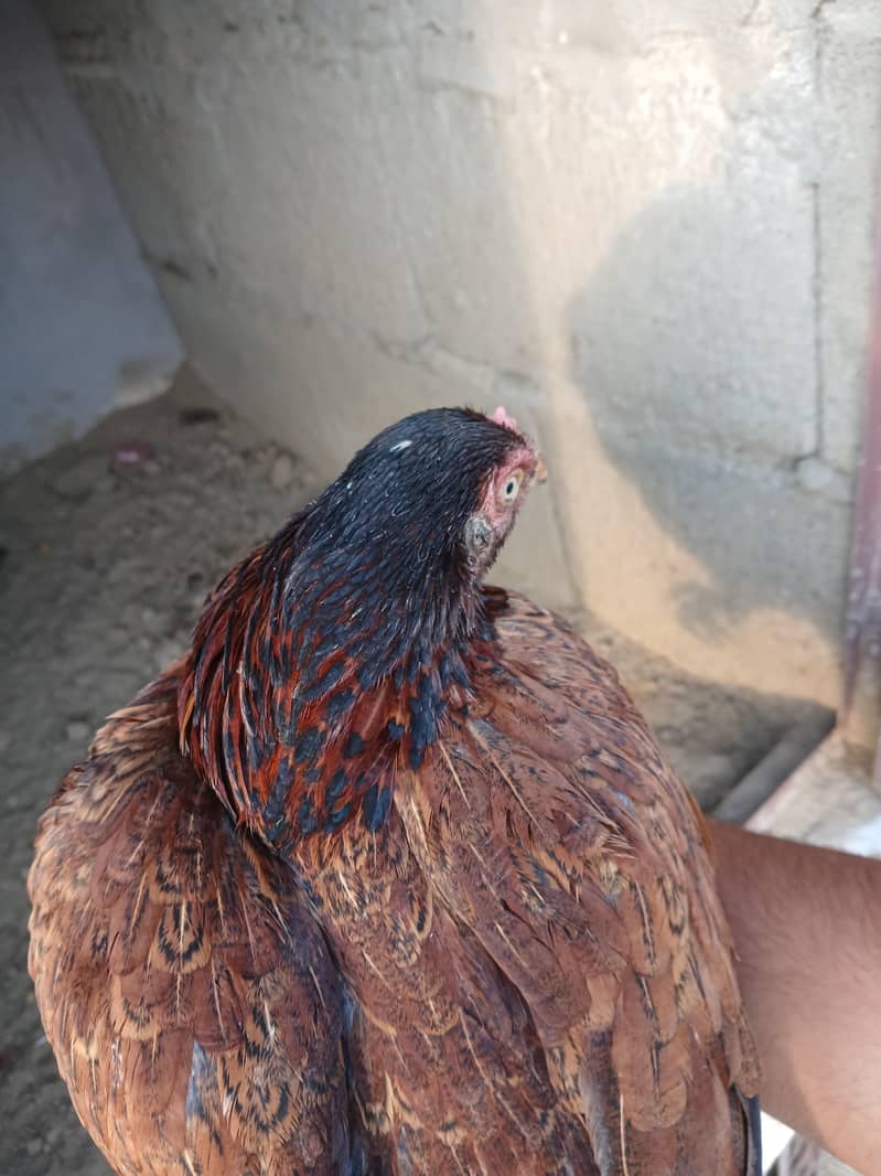 zero size amroha 4