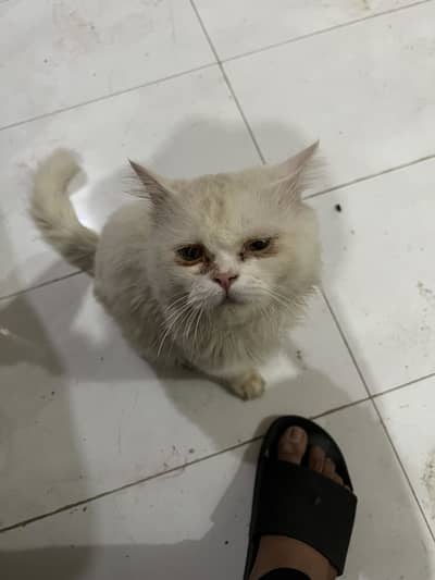 Persian white male cat double coated