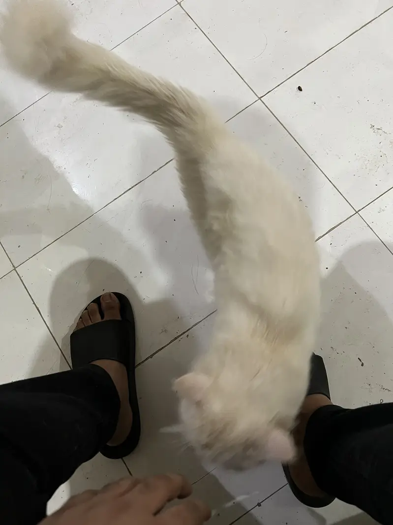 Persian white male cat double coated — photo 2