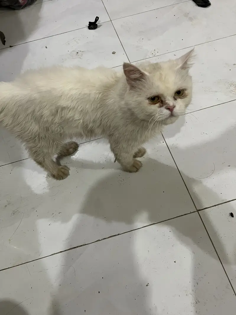 Persian white male cat double coated — photo 3