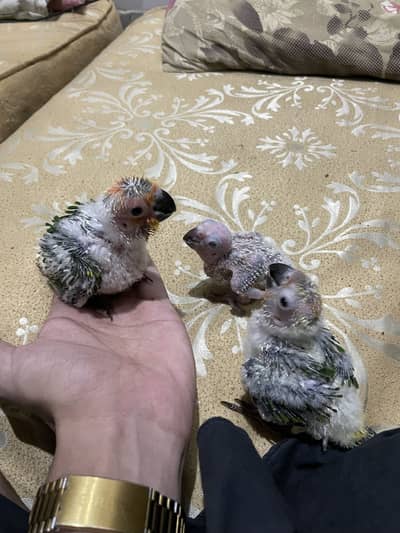 sunconure 3 chicks healthy and active for sale
