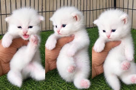 Persian kittens pair available 03187839320