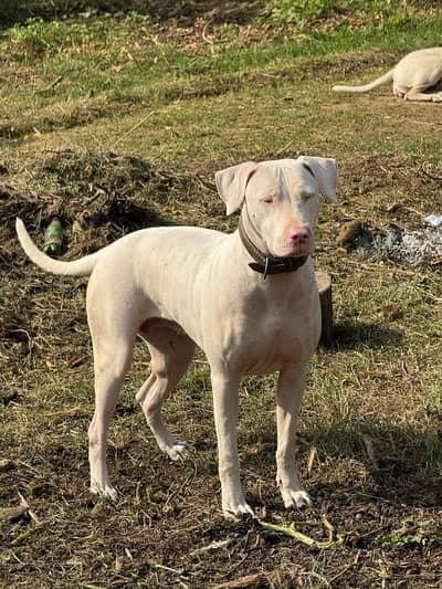 gultair female top Quantity pink nose gray eyes