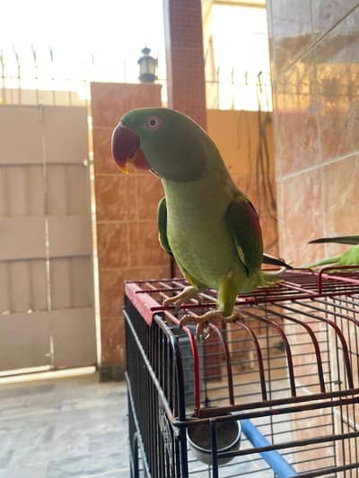 Raw parrots