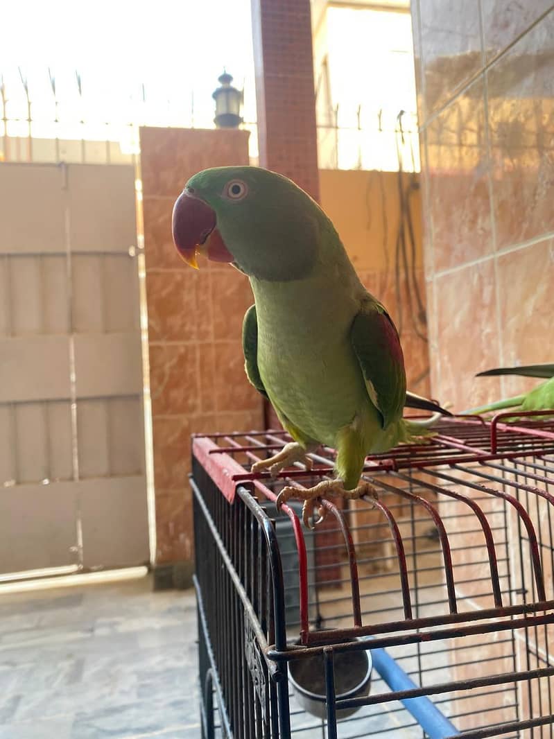 Raw parrots 0