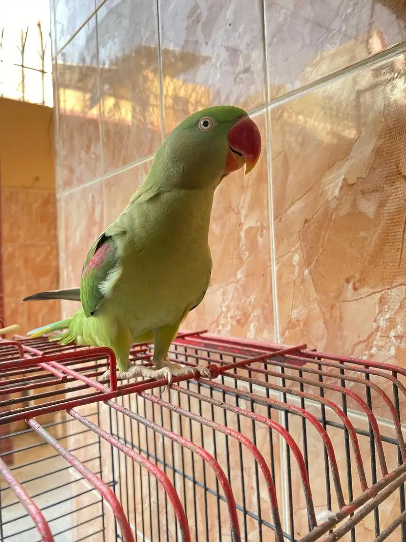 Raw parrots — photo 2