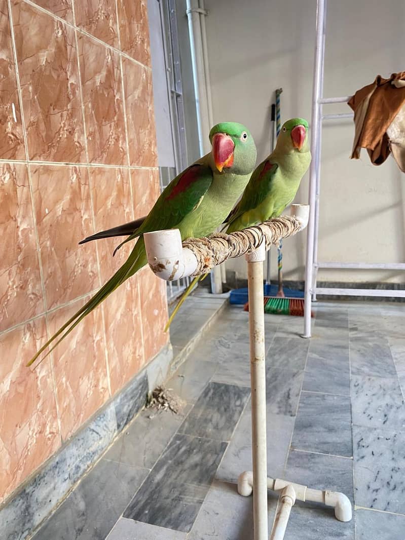 Raw parrots 2