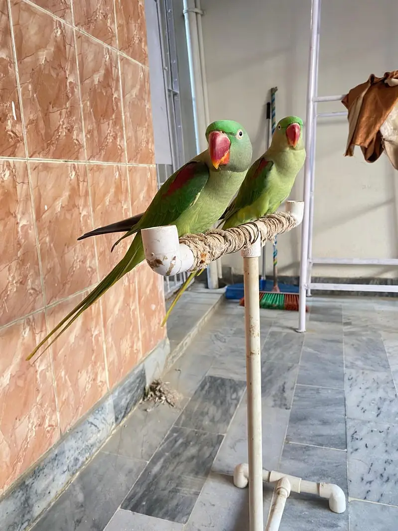 Raw parrots — photo 3