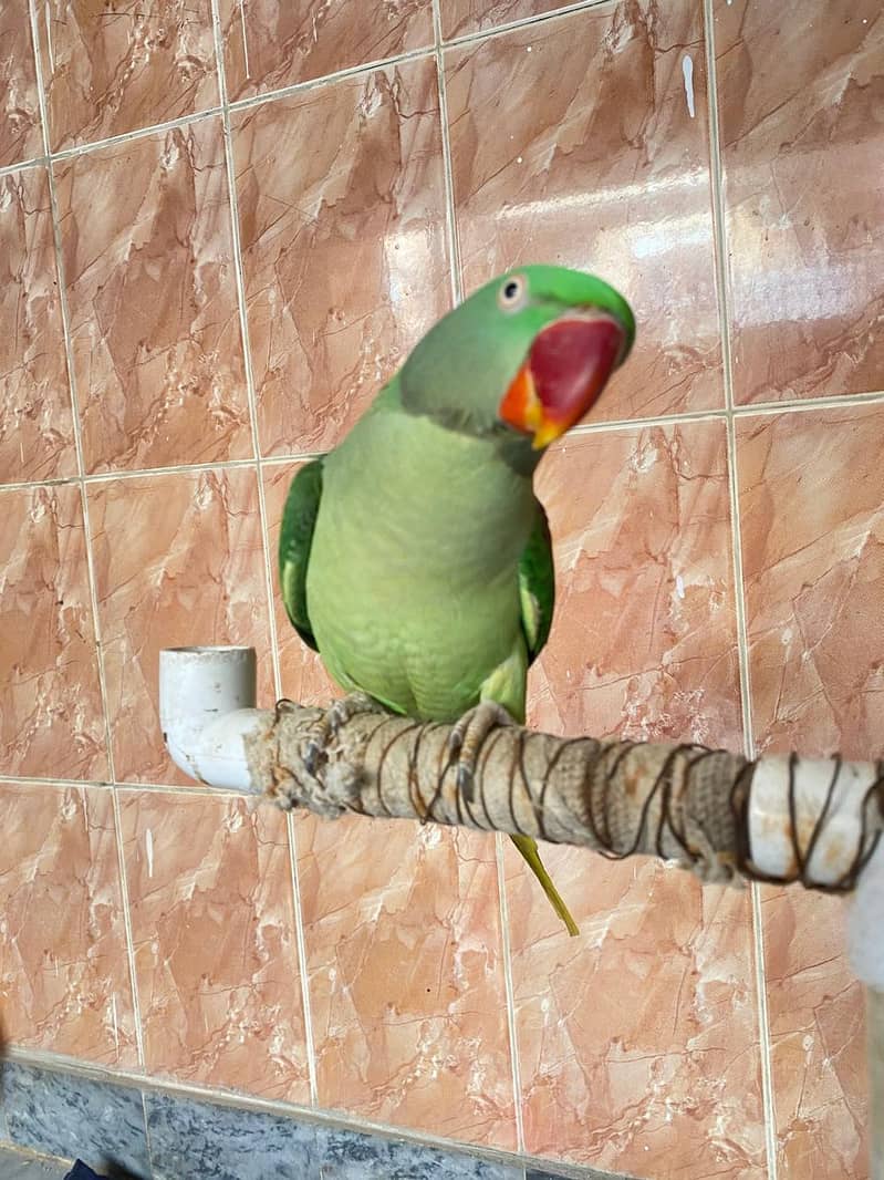Raw parrots 3