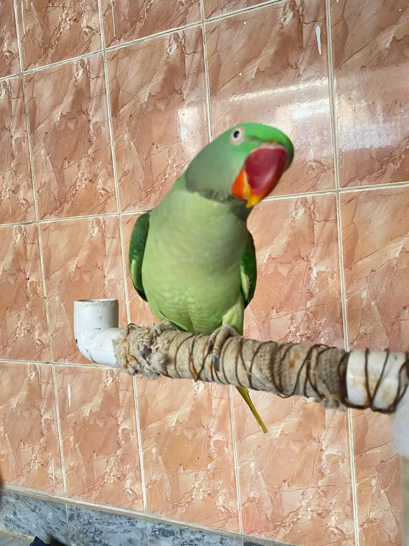 Raw parrots — photo 4