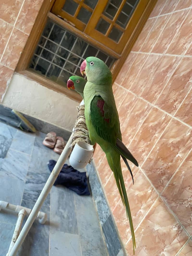 Raw parrots 4