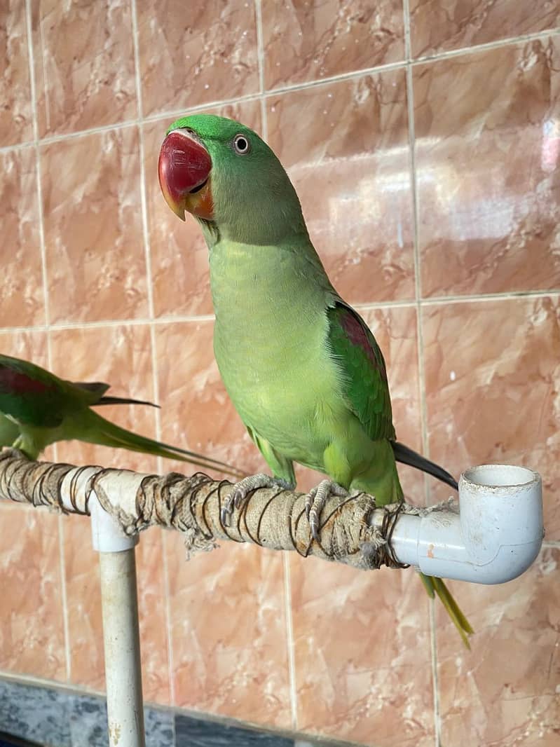Raw parrots 5