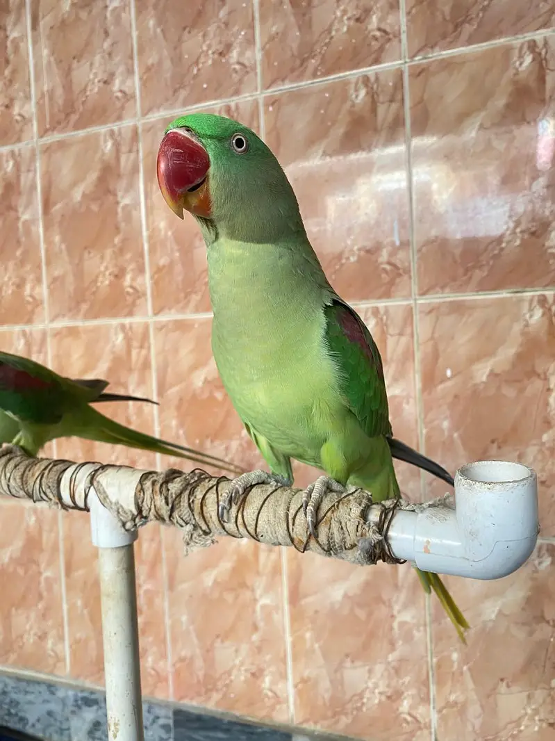 Raw parrots — photo 6