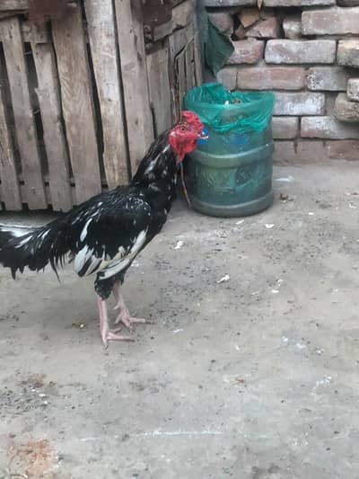 Aseel murga sale