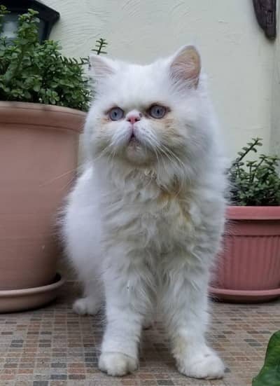 3 year Female Persian