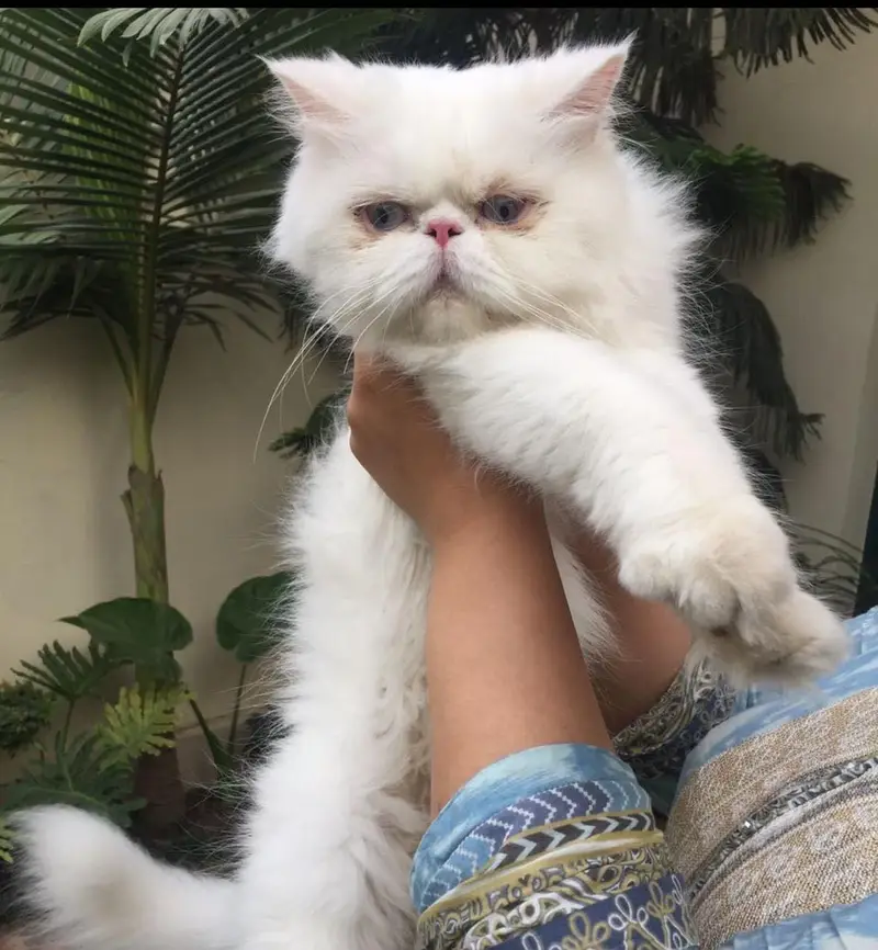 3 year Female Persian — photo 2