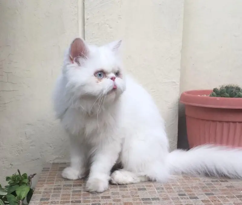 3 year Female Persian — photo 3