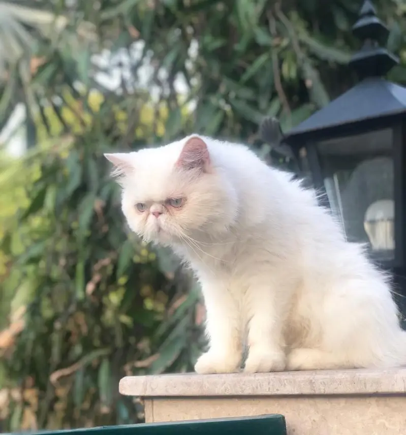 3 year Female Persian — photo 4