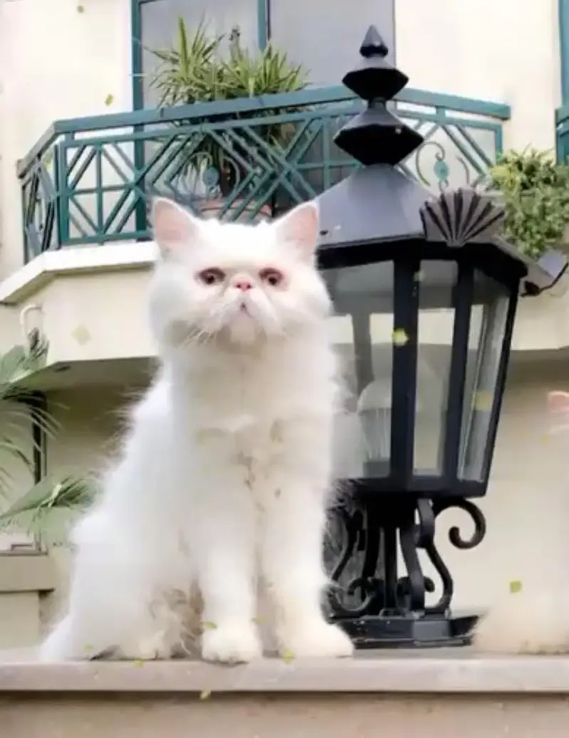 3 year Female Persian — photo 5