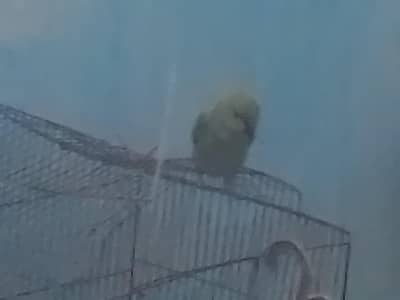 Healthy Young Parrot for Sale