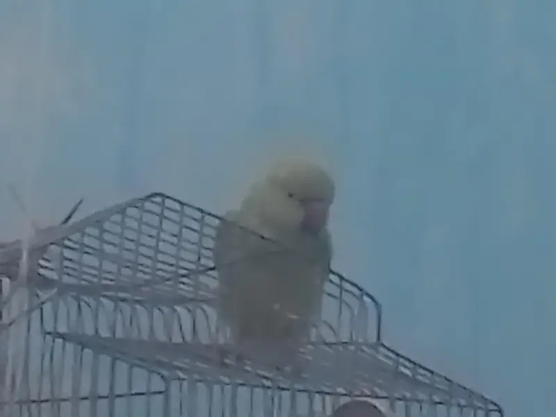 Healthy Young Parrot for Sale — photo 2