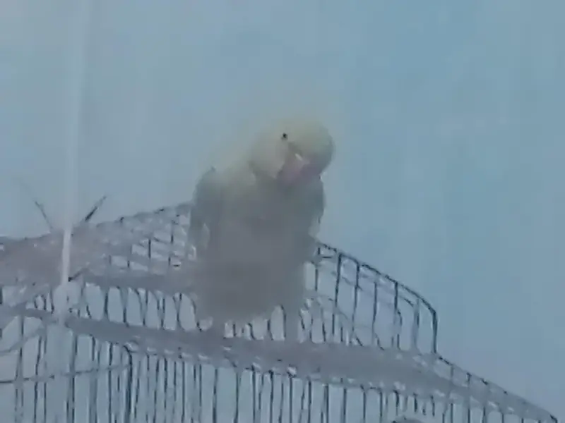 Healthy Young Parrot for Sale — photo 3