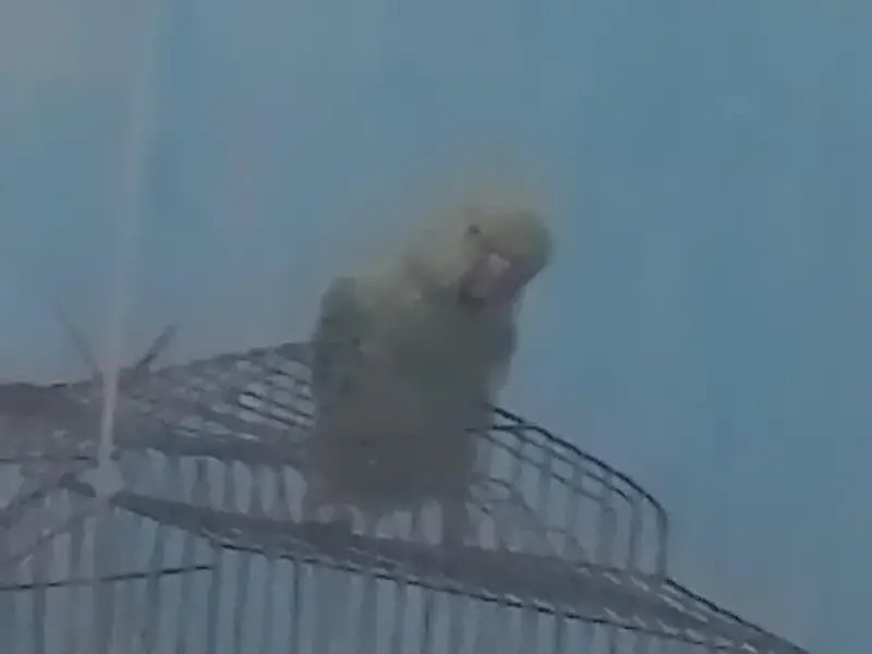 Healthy Young Parrot for Sale — photo 4