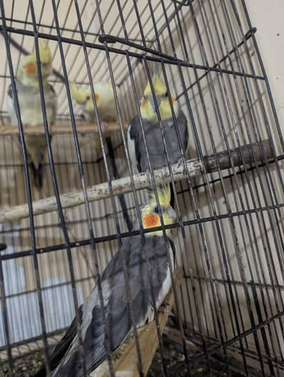 urgent sale