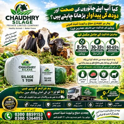 silage,corn silage,makki silage,animal feed silage