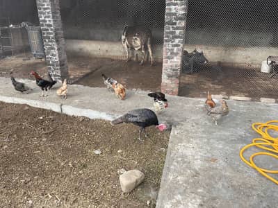 Desi murgiye for sale
