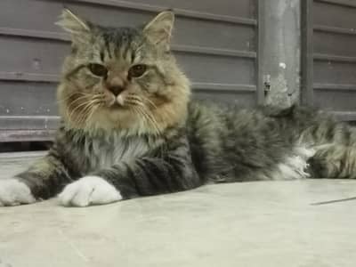 Cat 4 sale