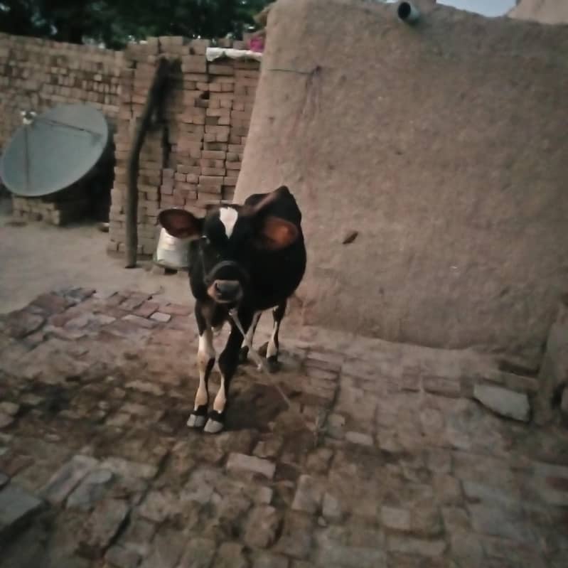 قصابی بچھڑا برائے فروخت 0